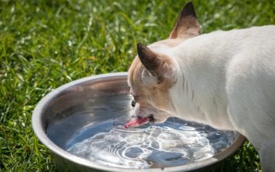 How Often Should I Wash My Pet’s Dish?
