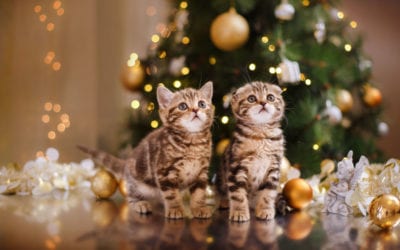 10 Holiday Pet Dangers