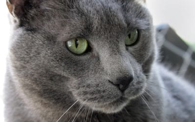 Senior Cat Health Tips