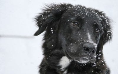 The Dangers of Ice Melts