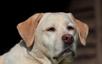 How We Help Your Pet Feel Better Without Medication