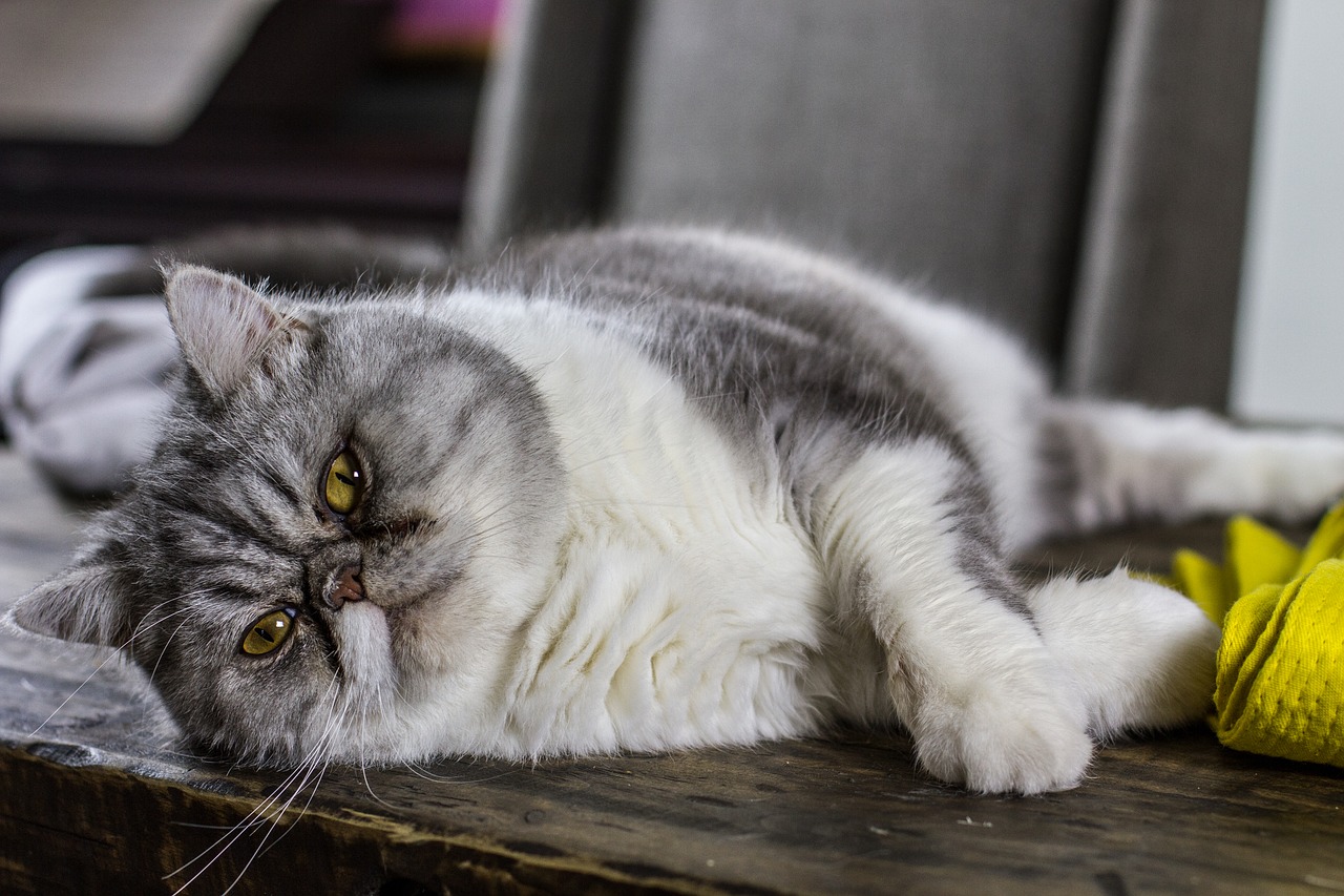 Understanding Diabetes in Pets | Perryville Pet Hospital