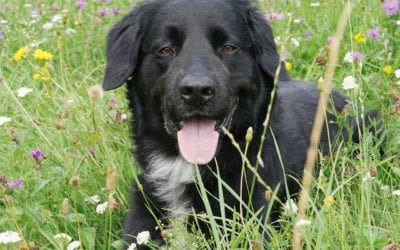 Summer Pet Emergencies To Be Ready For