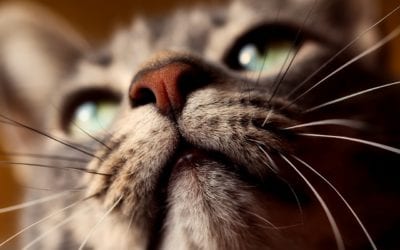 Why Does My Cat Vomit So Much?