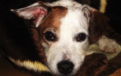 Protecting Your Pet During The Fourth of July