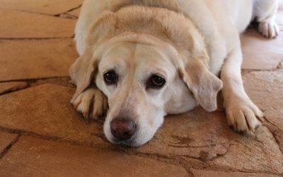 Signs Your Pet Needs to Lose Weight