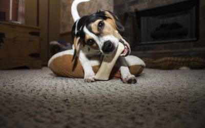 Showing Your Pets Love Without Treats