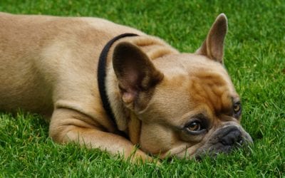 Why does my dog eat grass?