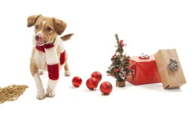 8 Holiday Gift Ideas For Your Pet