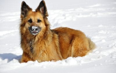 Tips To Keep Your Dog Warm This Winter
