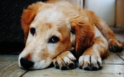Osteoarthritis Options for Pets Suffering in Cold Weather