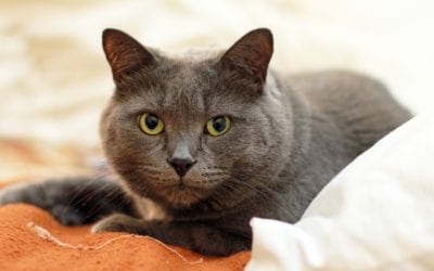 5 Ways to Prepare for a Pet Sitter