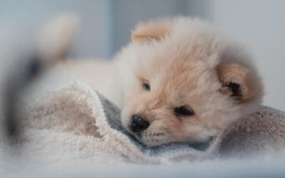 What Puppy Owners Need to Know About Socialization
