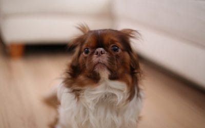 Pet Disaster Preparedness