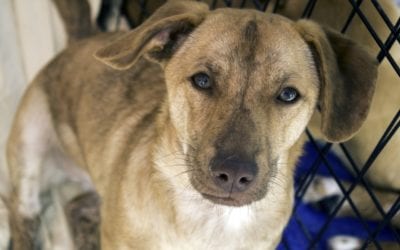 What to Consider Before Fostering a Pet