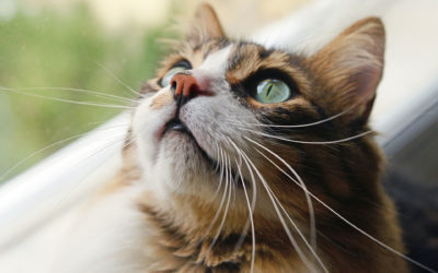 June 2020 Letter to Clients