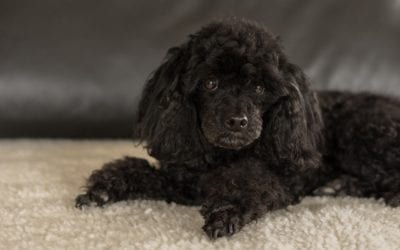 Build a First Aid Kit for Your Pet in 3 Steps