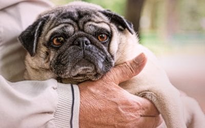 An Old Dog Can Still Learn New Tricks