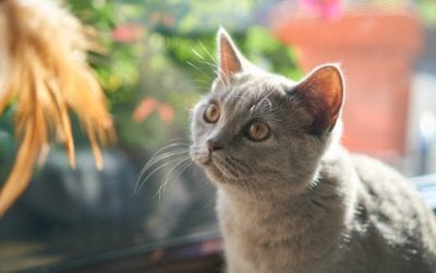 Why is Wellness Care Important for Your Pet?