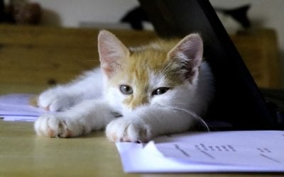 Tips for Working From Home With Your Pet