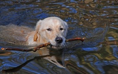 Fun (and Safe) Summertime Activities with Pets