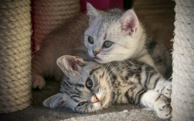 Is Your Pet Bugged? Parasites You Can Get From Your Pet