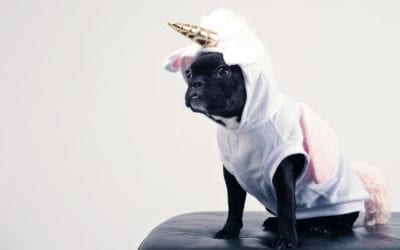 3 Halloween Costume Hazards Every Pet Owner Needs to Know