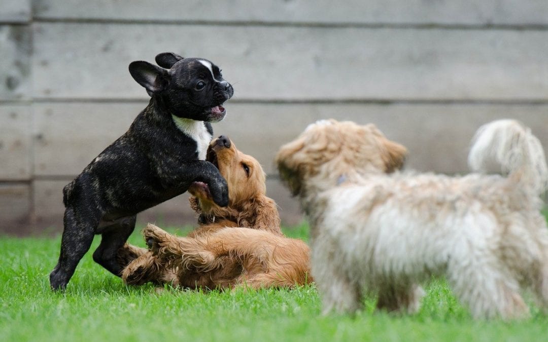 The Facts About Kennel Cough in Dogs