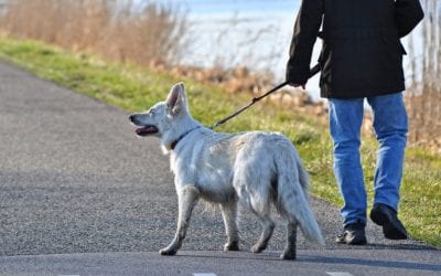 How to Teach Your Dog to Focus on Walks