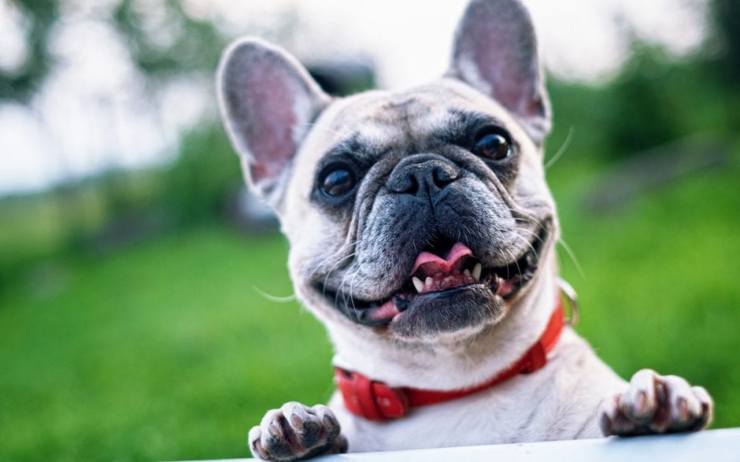 Persistent Deciduous Teeth Problems in Pets
