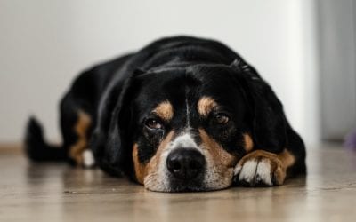 What to Do if You Think Your Pet Has Eaten a Toxin