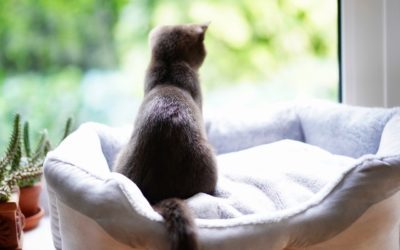 How to Tell When It’s Time to Let Your Pet Go