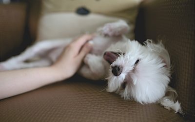 Easy Ways to Show Your Pet the Love