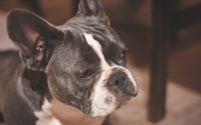 How to Desensitize Your Pet to Fireworks