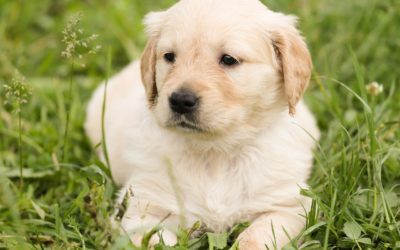 Signs of Seasonal Allergies in Pets