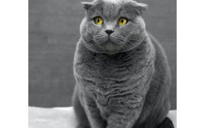 Tips For Bringing Your Cat to the Veterinarian