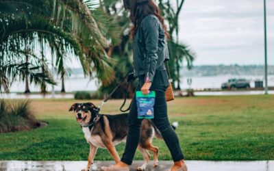Dog Walking Tips To Get Them To Walk Calmly