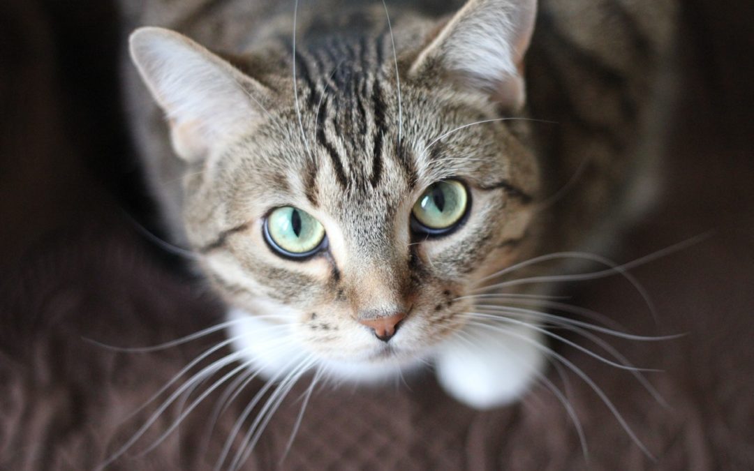 3 Ways to Help Your Newly Adopted Shelter Cat Feel at Home