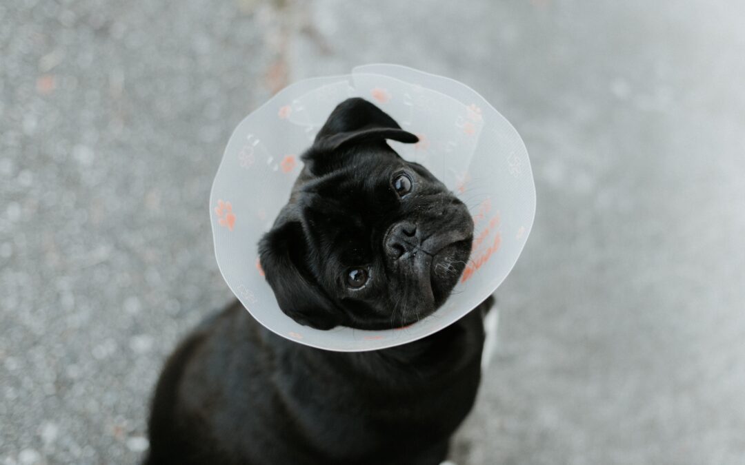 Help Your Pet With Surgery Recovery