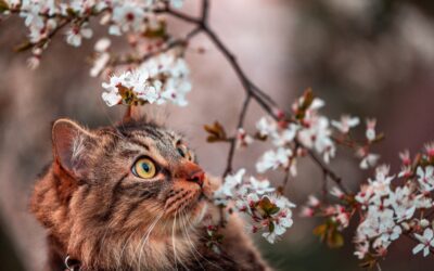 Protect Your Pet From Common Springtime Emergencies