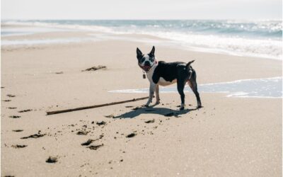 Discovering Outdoor Activities with Your Furry Companion