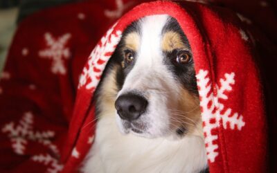 A Complete Guide to Holiday Pet Safety